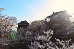 櫓と桜