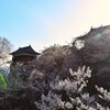 櫓と桜