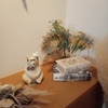 シロクマおじさん