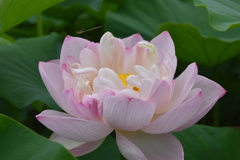 蓮の花