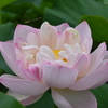 蓮の花