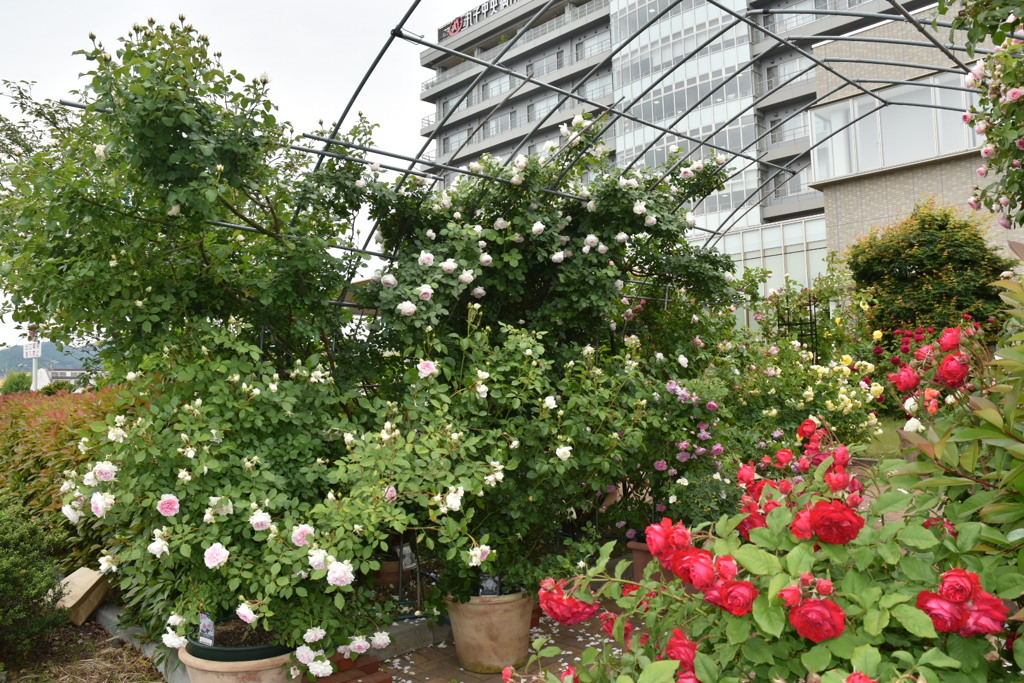薔薇の咲く病院