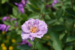 庭の薔薇