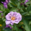 庭の薔薇