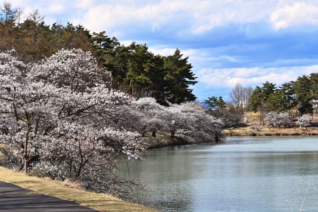 桜咲く明神池