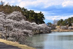 桜咲く明神池