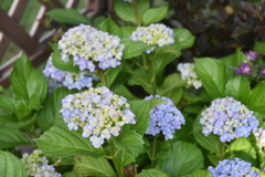 庭の紫陽花　2