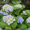 庭の紫陽花　2