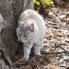 蒼い目のねこ