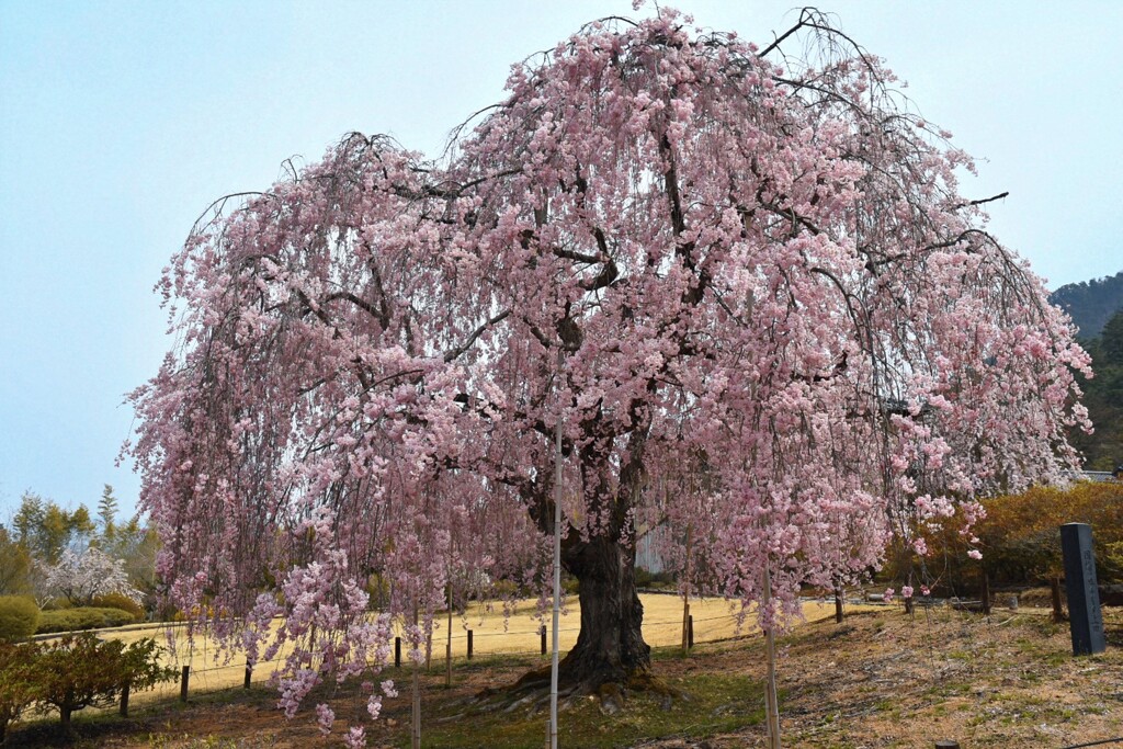 前山寺の桜
