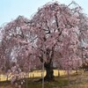 前山寺の桜