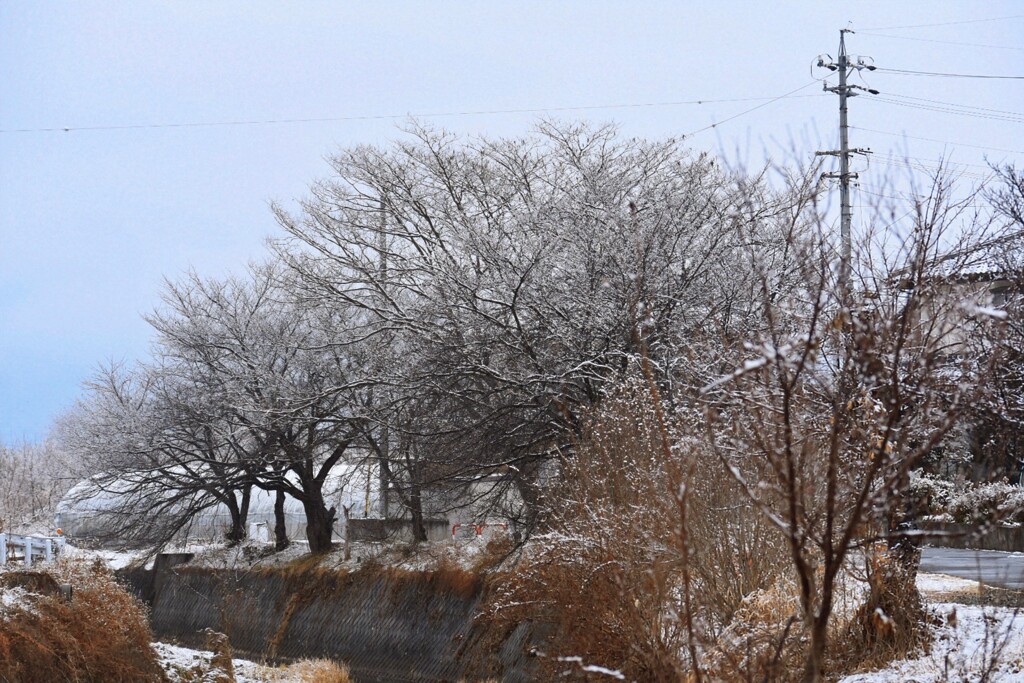 雪の朝