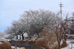 雪の朝