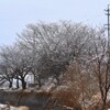 雪の朝