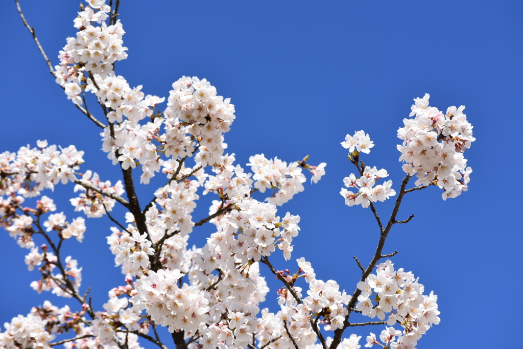青空に桜