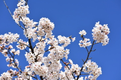 青空に桜
