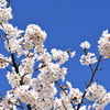 青空に桜