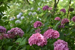 紫陽花