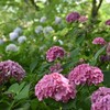 紫陽花