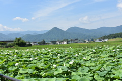 加古池