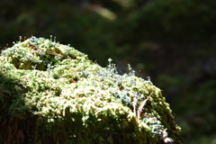 苔の森にて