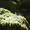 苔の森にて