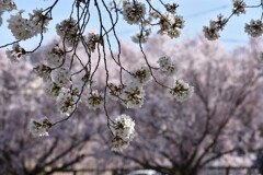 公園の桜