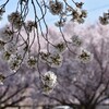 公園の桜