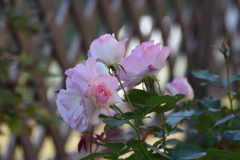 庭に咲く薔薇