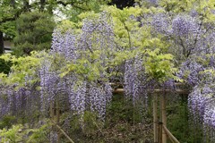 前山寺の藤の花