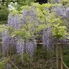 前山寺の藤の花