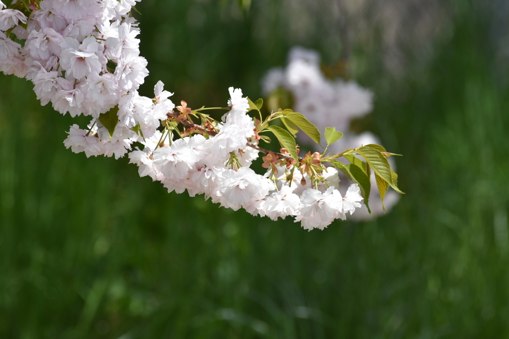 小布施の桜