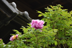 ピンクの牡丹