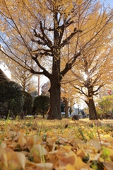 甲州街道の銀杏