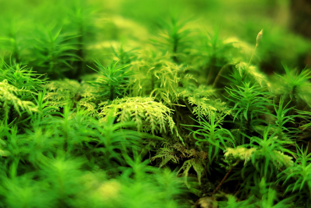 苔の森