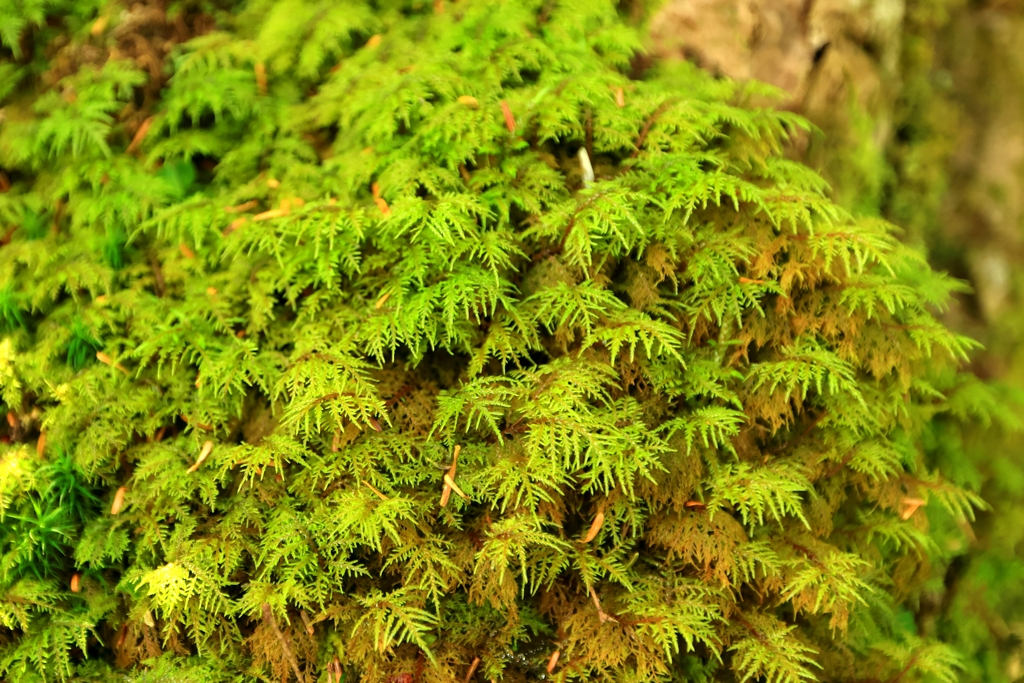 苔の森