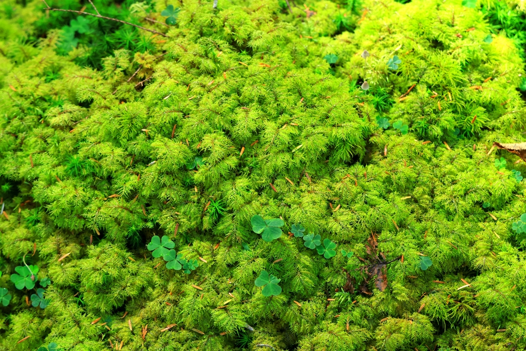 苔の森