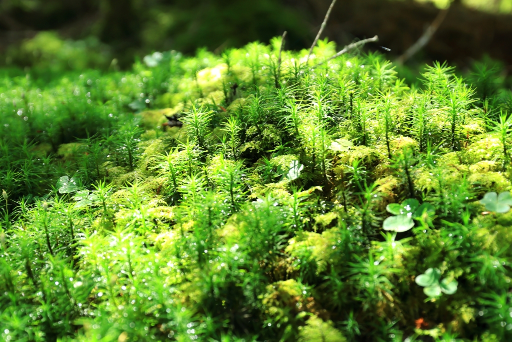 苔の森