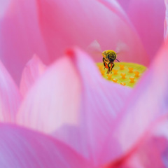 花の中の働き者