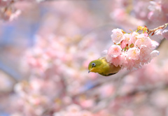 大寒桜の花からこんにちは