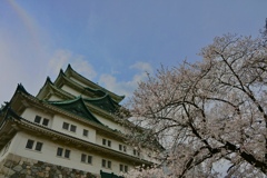 名古屋城＆桜