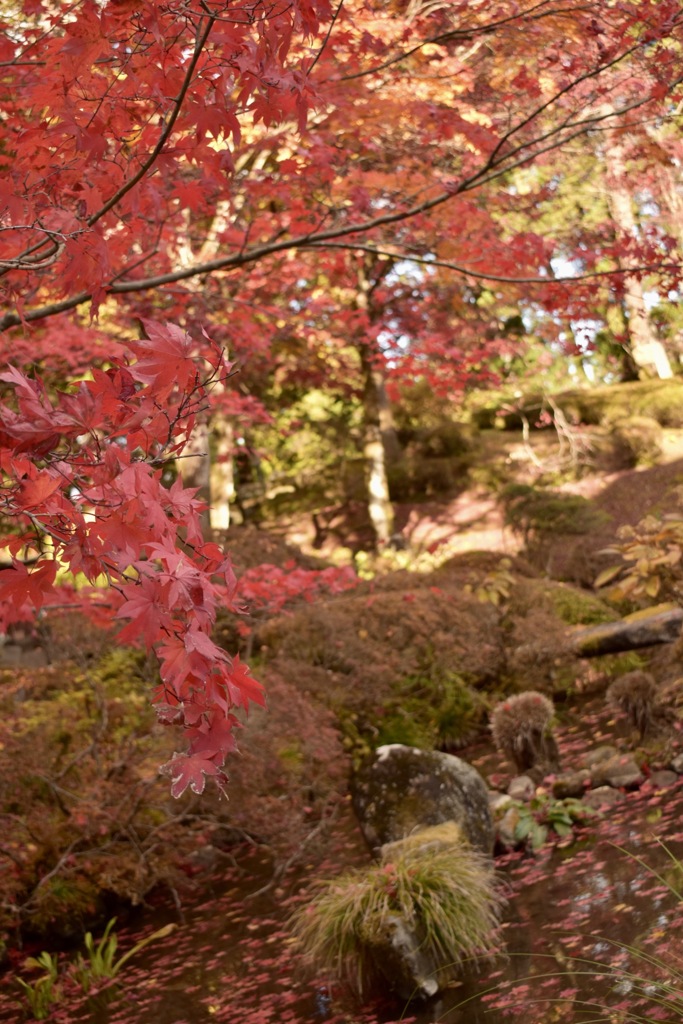 日光の紅葉②