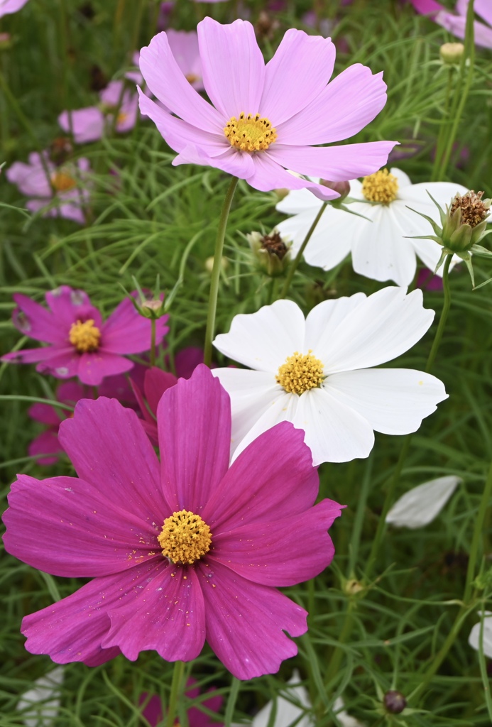 秋桜