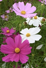 秋桜