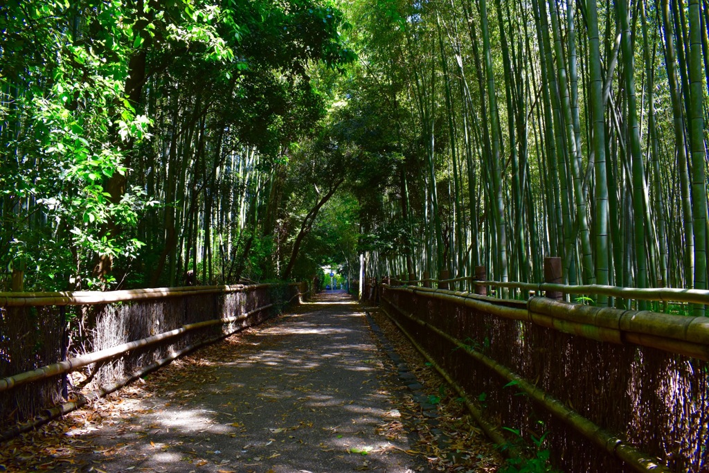 竹林の小径