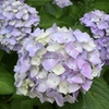 隠れミッキーの紫陽花