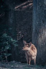 奈良の鹿さん