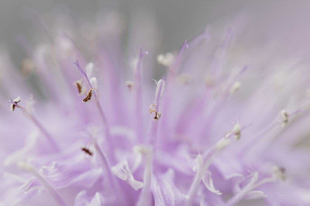 かがり火草