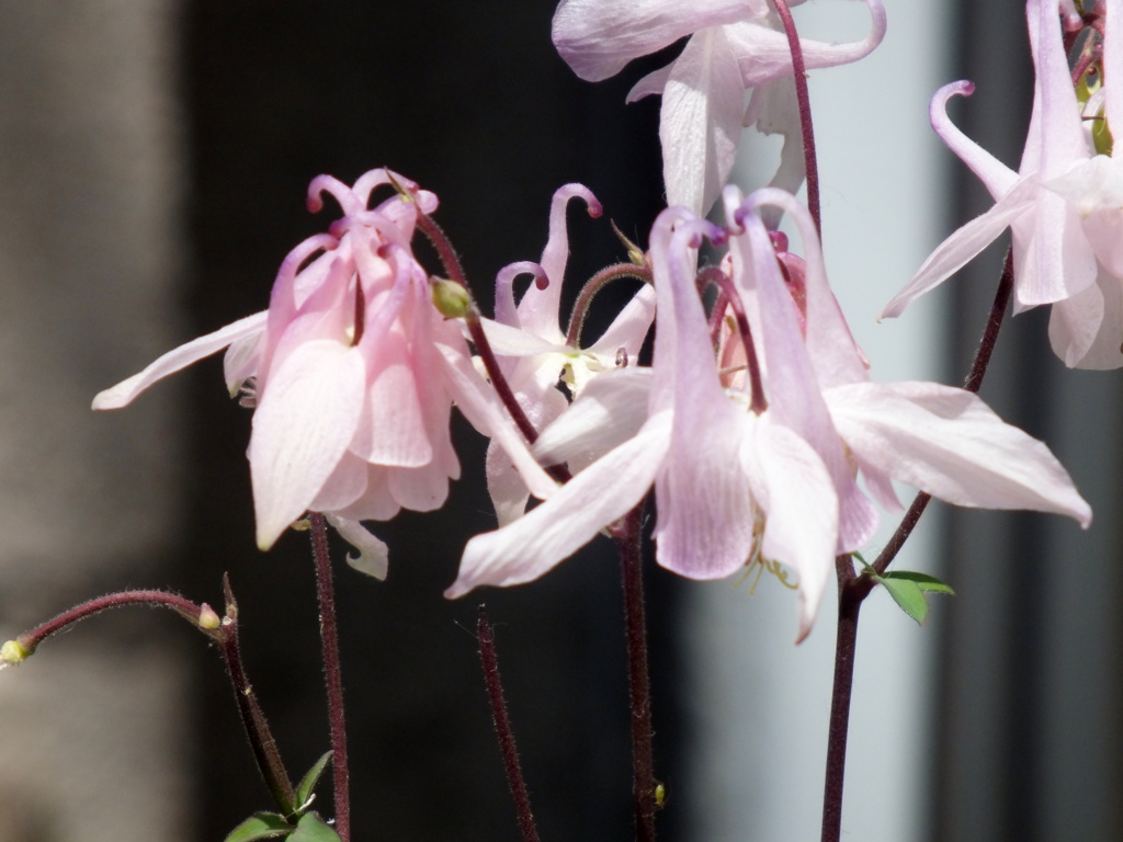 ピンクのセイヨウオダマキ