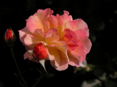 荒川遊園の薔薇２